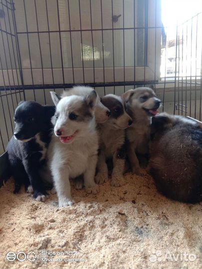 Малыши приюта