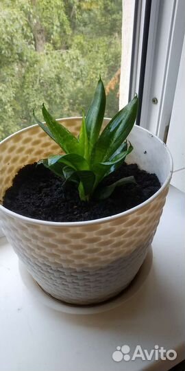 Сансевиерия с малышами