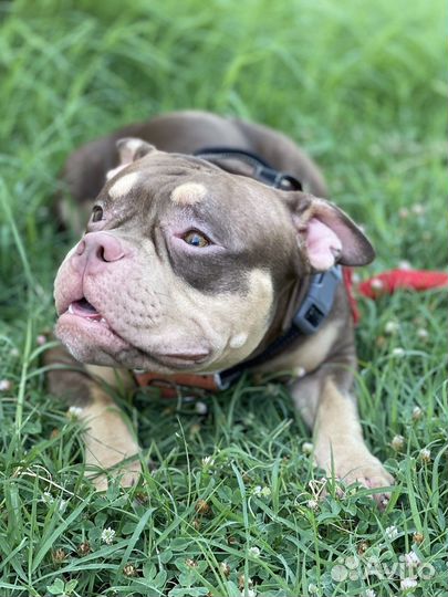 Американский булли