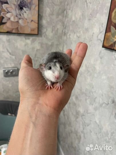 Крыса дамбо