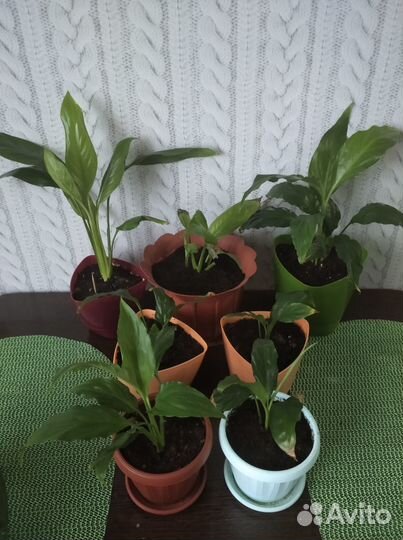 Спатифиллум