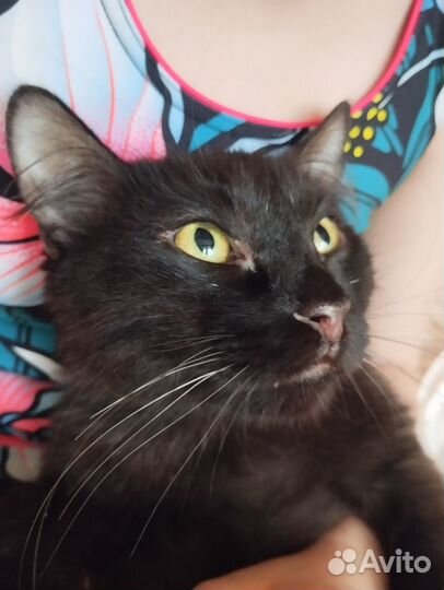 Отдам кота в добрые руки