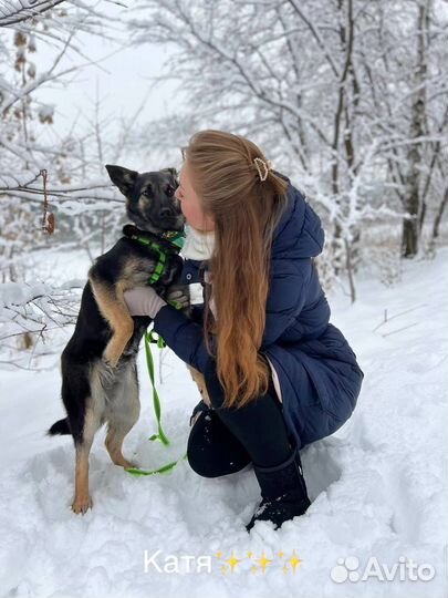 Восточноевропейская овчарка щенок в добрые руки