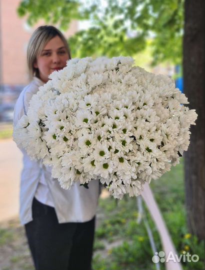 Хризантема ромашки букет ромашек