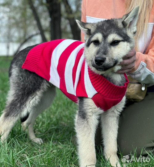 Милый щенок Север ищет дом