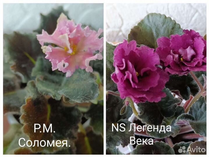 Листовые черенки фиалок