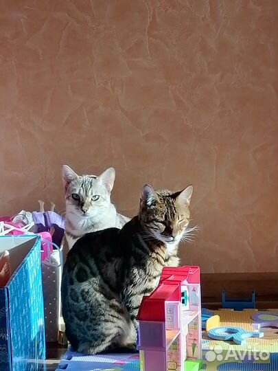 Бенгальская