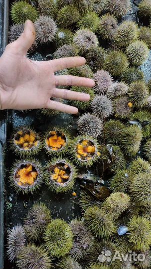 Морские ежи живые