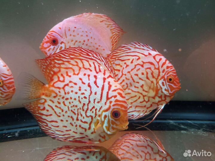 Дискусы Пиджен