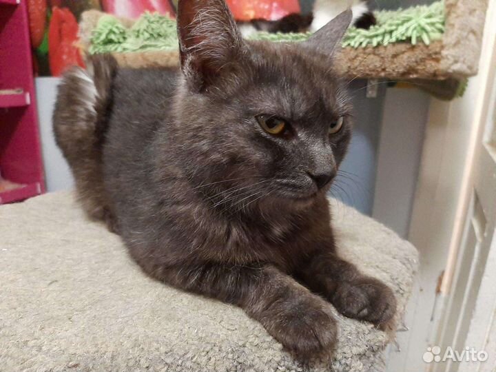 Кошка Лейла, стерильная