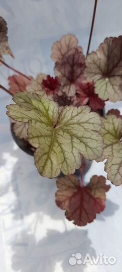 Уличные растения