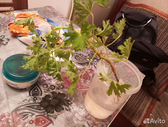 Герань душистая