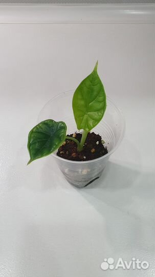 Алоказия шкура дракона