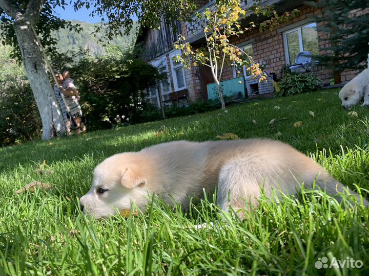 Щенки 1 месяц