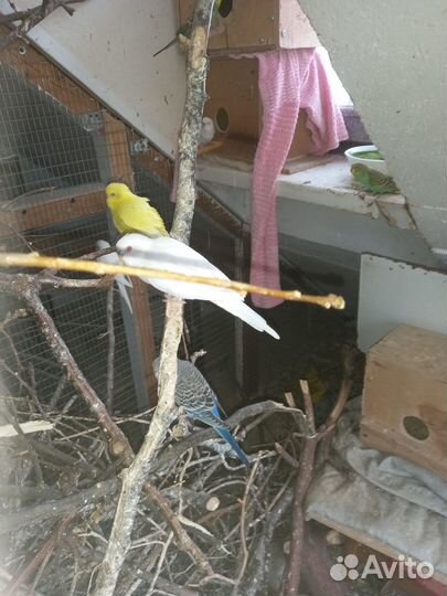 Волнистый попугай