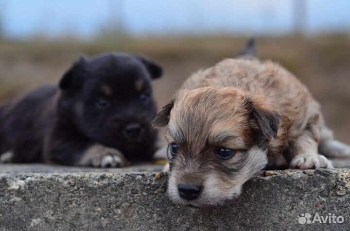 Милые щеночки