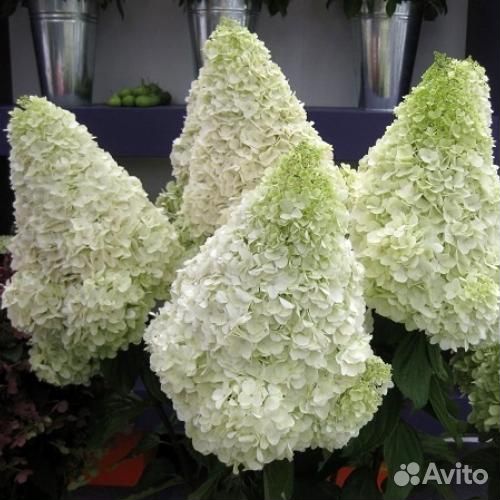 Саженцы гортензии метельчатой Полар Бир