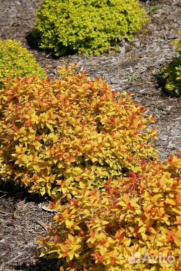 Многолетники для сада цветы