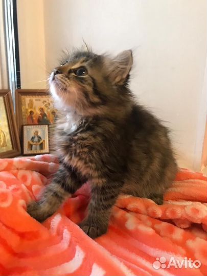 Котята в дар