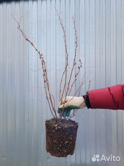 Спирея японская Макрофилла