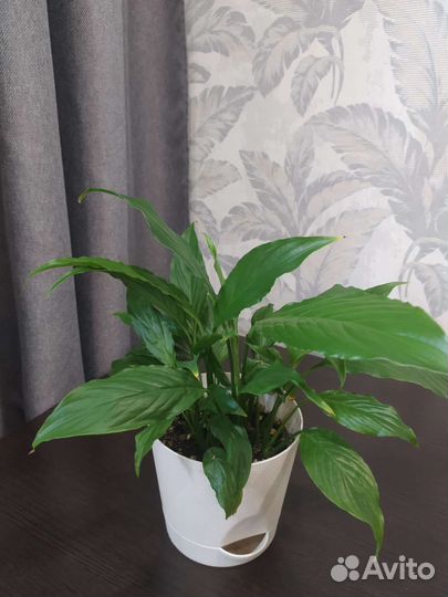 Комнатные растения