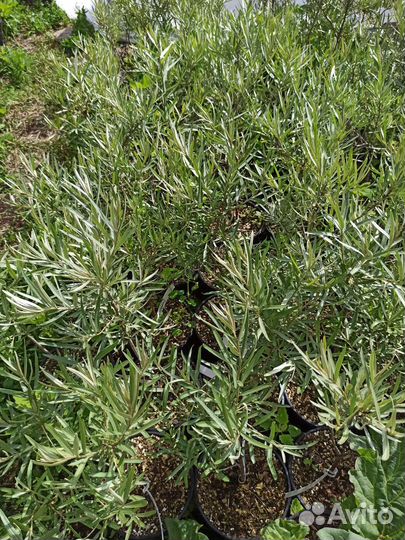 Облепиха новые сорта