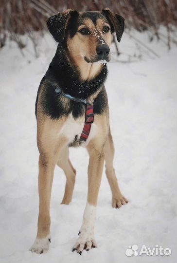 Молли ищет дом