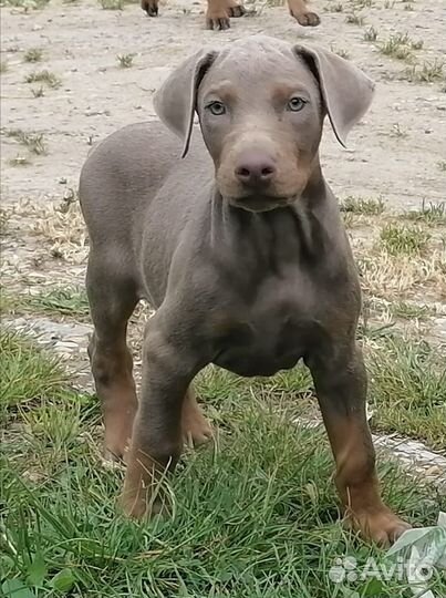 Щенки Добермана