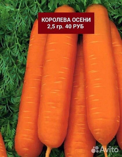 Семена Моркови