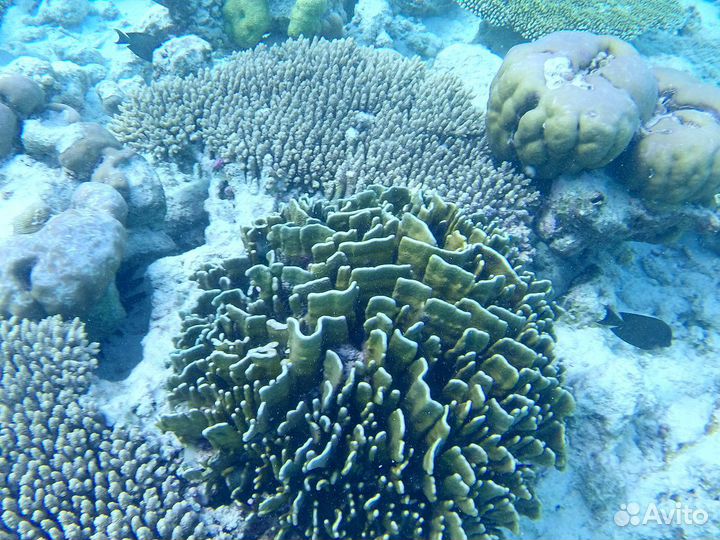 Голубой коралл