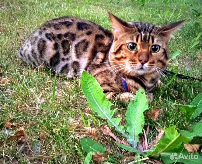Бенгальский кот