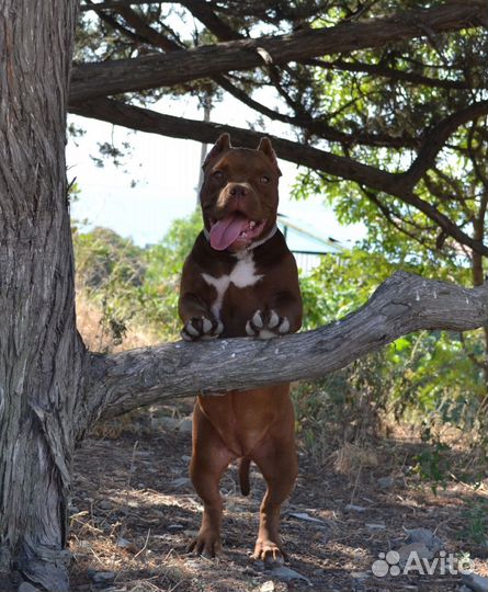 Американский булли покет девочка