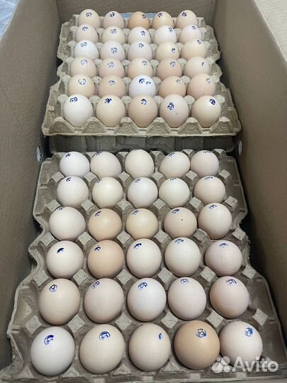 Куриное яйцо опт от производителя