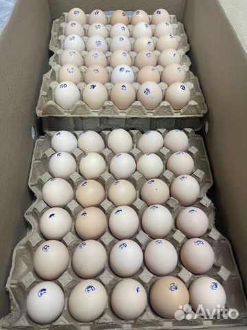 Куриное яйцо опт от производителя