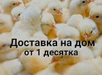 Цыплята бройлеров в Тимашевском районе