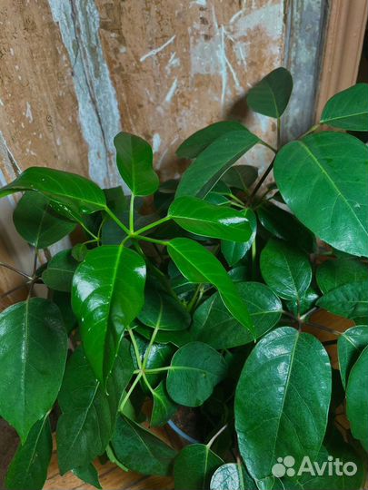 Комнатные растения Шеффлера Актинофилла Напольное