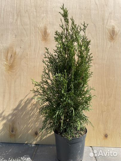 Туя смарагд, можжевелькик