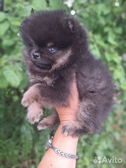 Шпиц мальчик мини