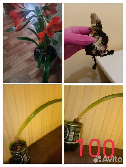 Гиппеаструм