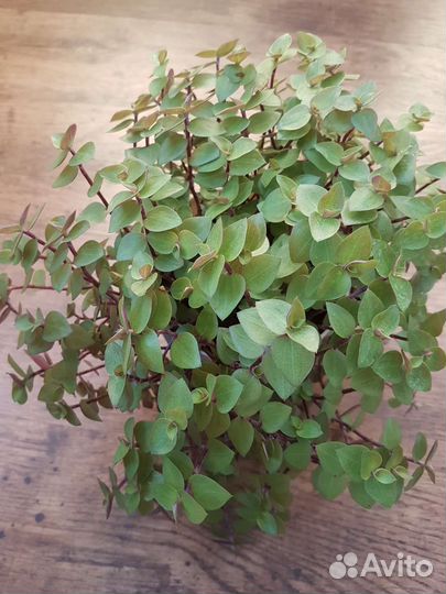 Коллизия репенс и голд