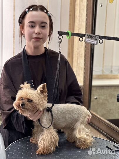 Стрижка собак Груминг