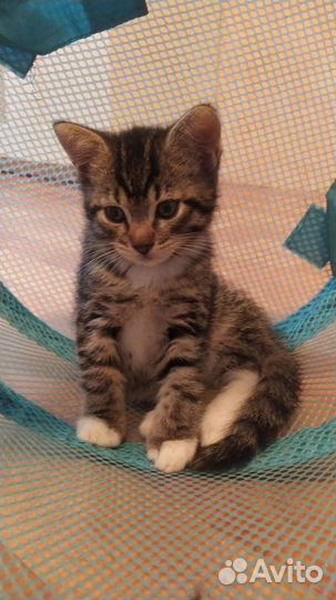 Котята отдам