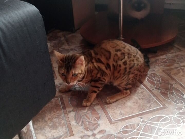 Бенгальская кошка