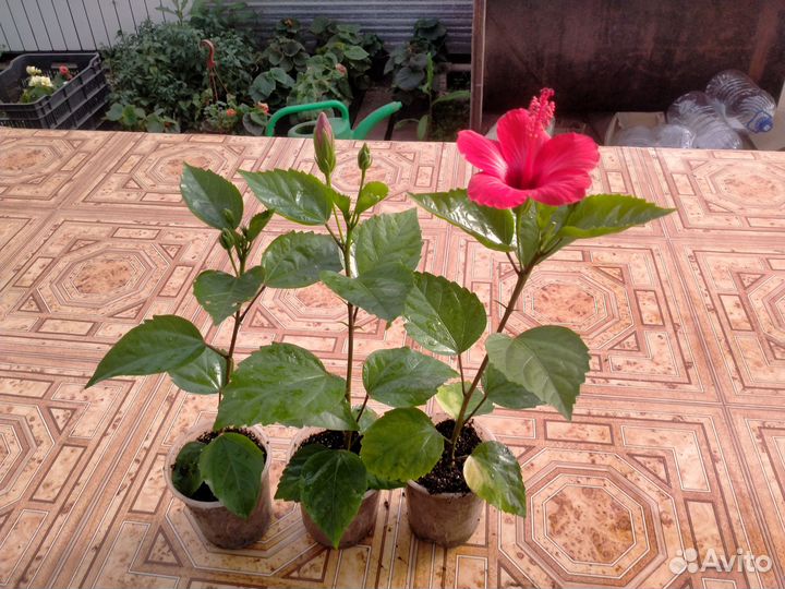 Гибискус китайская роза