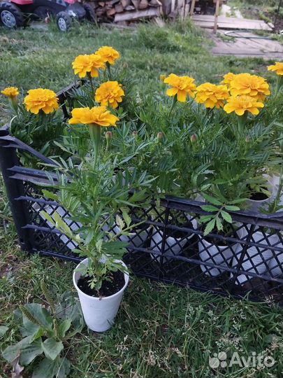 Рассада бархатцы