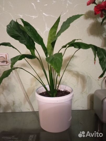 Спатифиллюм