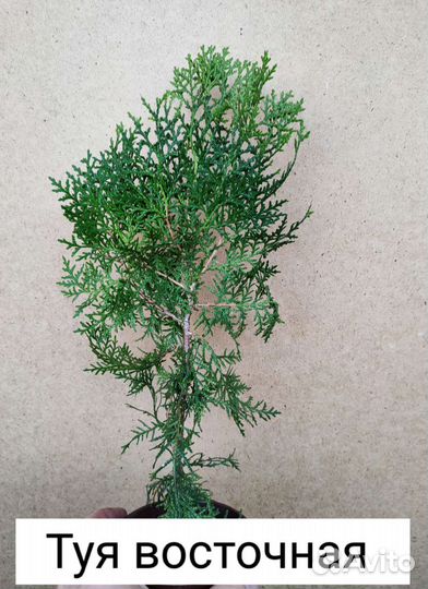 Комнатные растения