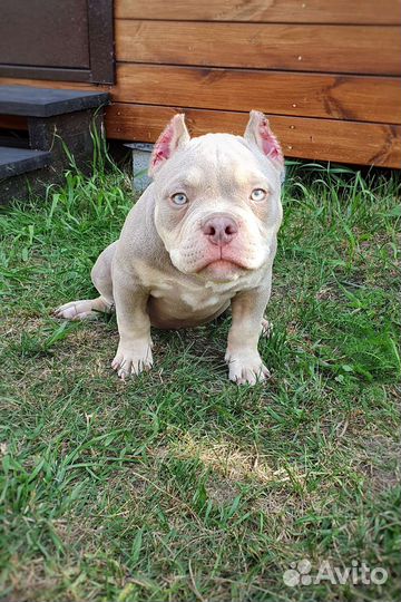 Американский булли лиловые и голубые