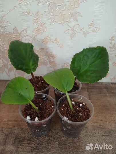 Сортовые фиалки,укор.черенки