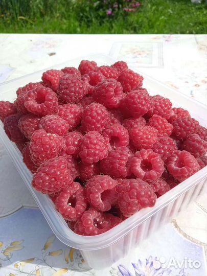 Малина ягода